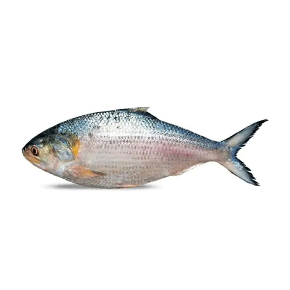 Hilsha Fish - 500 GM - 10002