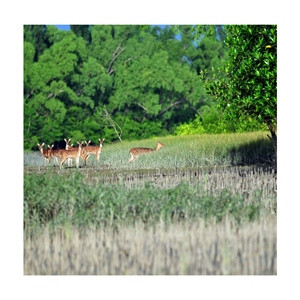 Sundarban Premium Couple Tour Package - 4 Nights and 3 Days