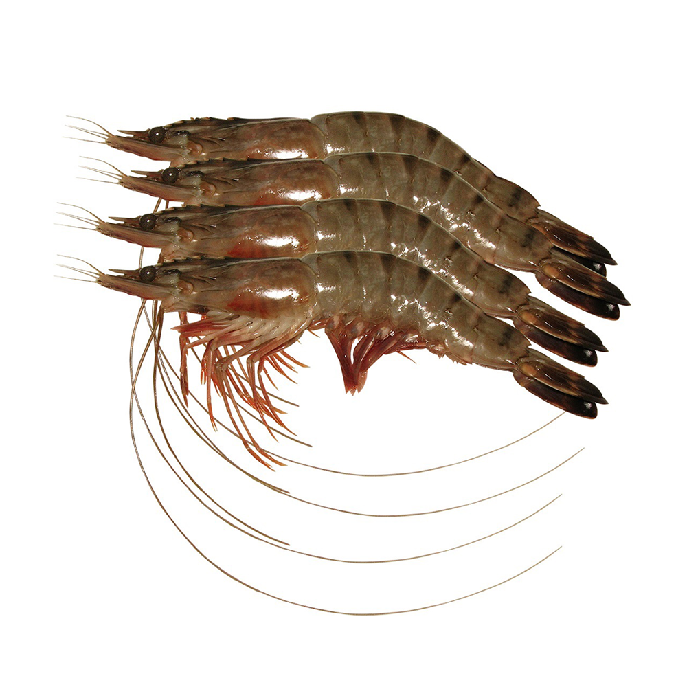 Bagda Chingri - 1 KG - 10009